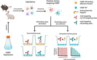 Targeting heparan sulfate-protein interactions with oligosaccharides and monoclonal antibodies